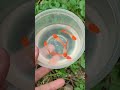 Ikan Guppy Albino Koi Cocok untuk pelihara dikolam, Ember, Aquarium dan Aquascape