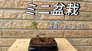 ミニ盆栽作ってみました〜小さな鉢に植え替え〜