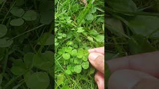 138.Koniczyna  4 listki .Good luck (4 leaf Clover).ใบโชคดี