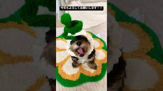 明けましておめでとうございます。今年もよろしくお願いします。　#かわいい犬 #新年 #新年のご挨拶 #明けましておめでとうございます #チワプー #謹賀新年