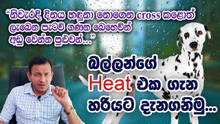 බල්ලන්ගේ heat එක ගැන හරියටම දැනගන්න.. Dr Anura Dissanayaka