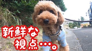 おさんぽ動画の視点を変えたら新鮮すぎた！【トイプードルそぼろ＆ニコ】