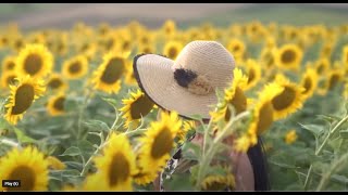 Spring Flowers - Scenic Relaxation Film with Peaceful Relaxing Music and Nature Video 1080p Ultra HD