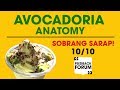 Avocadoria.ph Anatomy | Avocado Lover