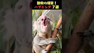 Xで6.6億回バズった動物ハプニング動画7選！7Animal Happenings Videos That Got 660 Million Buzz on X!#犬#猫#動物#ペット#shorts