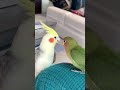 オカメインコ🆚️コザクラインコ