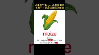 165 启蒙单词｜第三百四十五集｜玉米 maize #英语启蒙  #零基础学英语  #英语单词