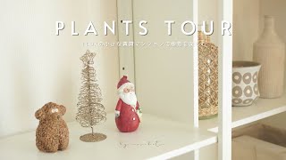 【plants  tour】1LDKの小さな賃貸マンションで植物を楽しむ暮らし｜パート１