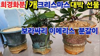 토동이다육 희경 화분 크리스마스 큰 선물 안보면 손해 보라싸리 이메리스 몸살 없는 분갈이