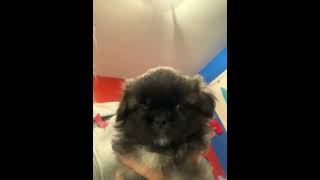 Pekingese Puppies