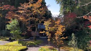 滋賀湖北の紅葉　鶏足寺　近江孤篷庵　徳源院　三島池　11月20日