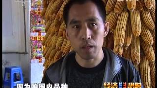 经济半小时 《经济半小时》 20120524 玉米：洋种子逼退中国种子