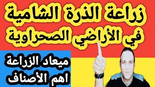 زراعة الذرة الشامية في الأراضي الصحراوية وأهم وأفضل الأصناف