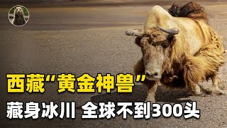 国家一级保护动物“金丝野牦牛”，全球不足300头，藏身冰川之中【万物灵】