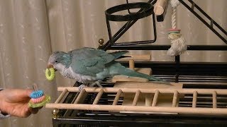 輪投げをする鳥:Bird Tricks (Intermediate Level) オキナインコ ふーちゃんの芸