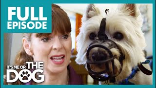 Aggressive Terrier FIGHTS his Siblings! | Full Episode | It's Me or the Dog
