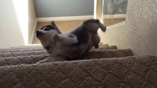 Husky Puppy Tumbles down Stairs