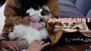 【羞耻play】给布偶猫Sashimi剪屁股毛