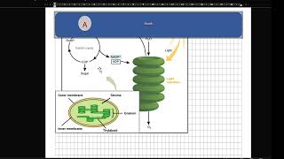 10. WORD: how to insert picture in word ١٠. ورد: دێ چاوا وئێنەکێ کیە دناف وردی دا