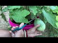 harvesting vegetables from our backyard garden আমেরিকায় দেশী সবজি summer vegetables 2020