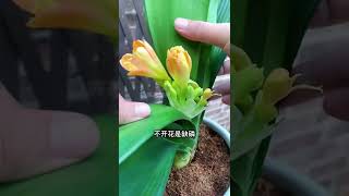 养盆栽，不要等到土中的养分消耗完了，才知道问题出在哪 #绿植花卉  #花卉养护  快手#shorts