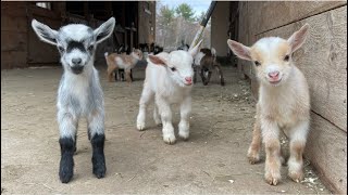 24 Curious goat kids!