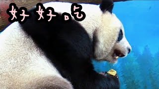 圓仔爬上爬下找點心，最後找到巨大窩窩頭|熊貓貓熊The Giant Panda Yuan Yuan and Yuan Bao|台北市立動物園