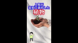 人類が最初に栽培した植物