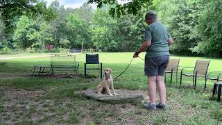Pippa - leash work + place intro
