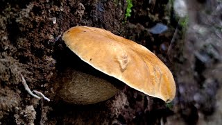 中华美味牛肝菌——摄于云南雨崩村