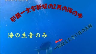 【沖縄釣り】【那覇一文字新堤】てんてんが初めての水中映像撮ったよd( '-'  )