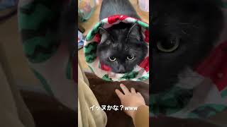 キャッチボールジジ