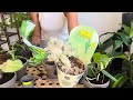 trasplantando caladium monstera adansonii scindapsus y cactus especial plantas nuevas