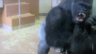 シャバーニと息子キヨマサ 91  Dad Shabani \u0026 son Kiyomasa