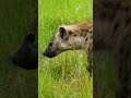 leo movie hyena mind voice leomovie tamil famous funny voice funny tamil dubbing shorts