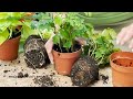 Root Care - Easy Checking for Root Health for Your Plants