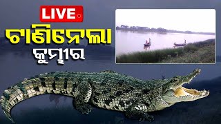 LIVE | ବୃଦ୍ଧଙ୍କୁ ଟାଣିନେଲା କୁମ୍ଭୀର | Pattamundai | odishatv |  OTV