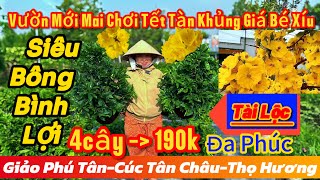 21/11☎️0942761163☎️🌲mai vàng chơi Tết giá rẻ🌲4cây 190k bao Ship-siêu bông bình lợi-đa phúc-Phú Tân…🌲