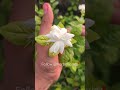 Arabian Jasmine #Shorts