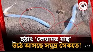 হঠাৎ ‘কেয়ামত মাছ’ উঠে আসছে সমুদ্র সৈকতে, এটা কি ধ্বং-সে-র বার্তা? | Doomsday Fish | NEWS