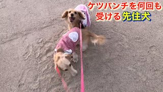 ダックスフンド(妹犬)のケツパンチを何回も受ける先住犬【ミニチュアダックスフンド多頭飼い】