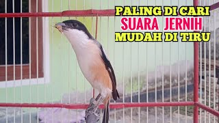 Suara Pancingan Cendet Gacor Paling Banyak Di Cari Suaranya Jernih Mudah Di Tirukan Cendet Manapun