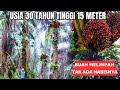 PANEN KELAPA SAWIT TINGGI 15 METER USIA 30 TAHUN