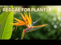LIVE 🌿 Reggae Growth Music for Plants | Warm Vibes & Steady Calm