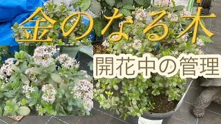 金のなる木　開花中の管理！　＃多肉植物＃花月＃風水