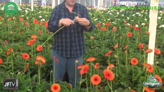 JFTV presents Guatemalan Gerbera Daisies Farm Visit