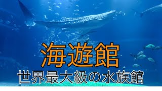 世界最大級の水族館【海遊館】大水槽で泳ぐジンベイザメたちや小さな生き物たちOsaka Kaiyukan, one of the largest aquariums#大阪#天保山