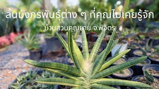 EP.14 ลิ้นมังกรพันธุ์ต่าง ๆ ที่คุณไม่เคยรู้จัก#sansevieria #dracaena #ไม้ฟอกอากาศ #snakeplant