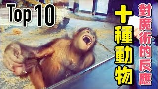 人類對十種動物「變魔術」， 然後牠們的誇張反應笑死人了～！