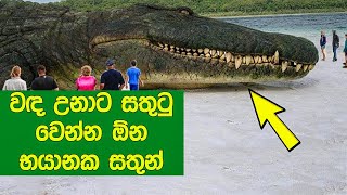 වඳ උනාට සතුටු වෙන්න ඕන ලෝකෙ හිටපු භයානකම සත්තු 8ක් මෙන්න. DEADLIEST Animals You're Glad Are Extinct